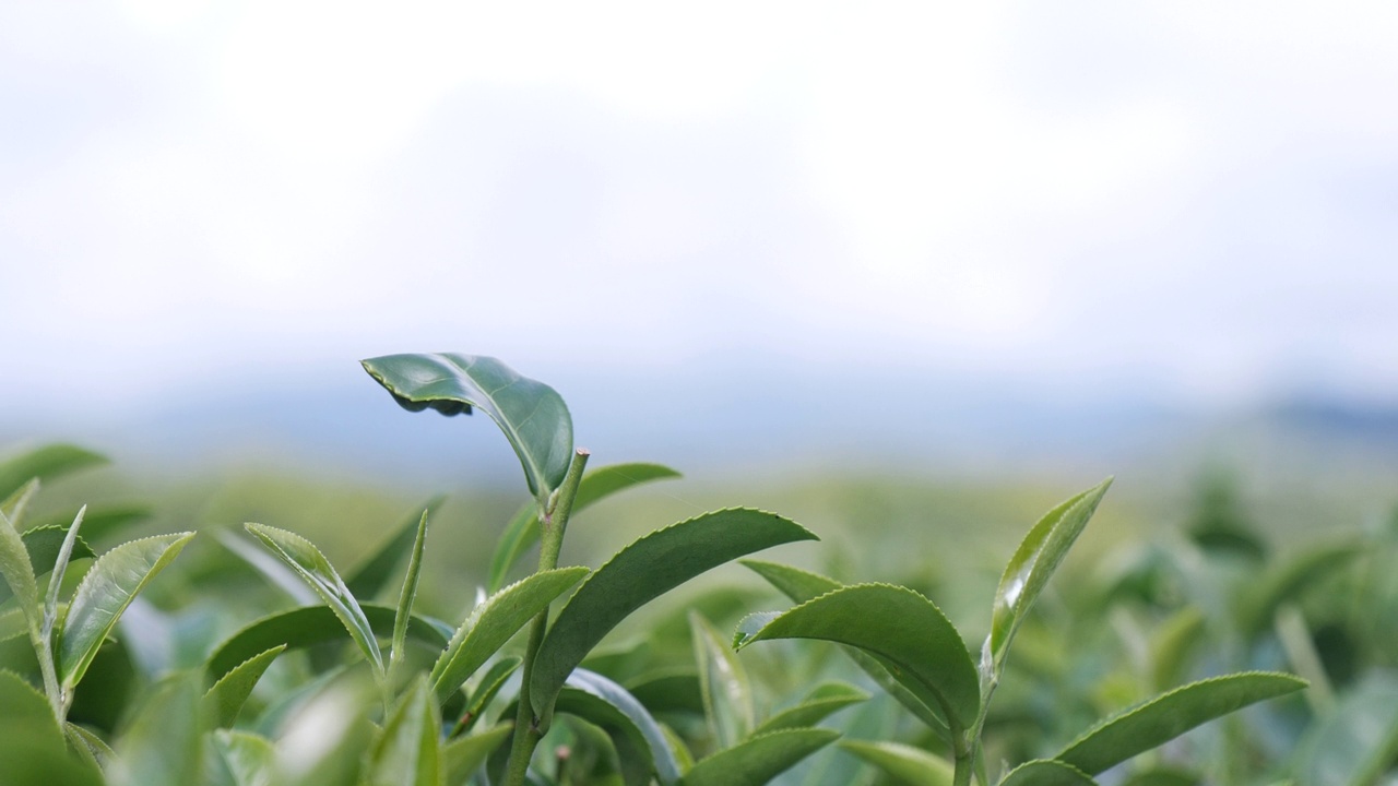 山茶树有机农场的绿茶树。早晨，在草本农场的植物背景下，接近新鲜的茶树种植园视频素材