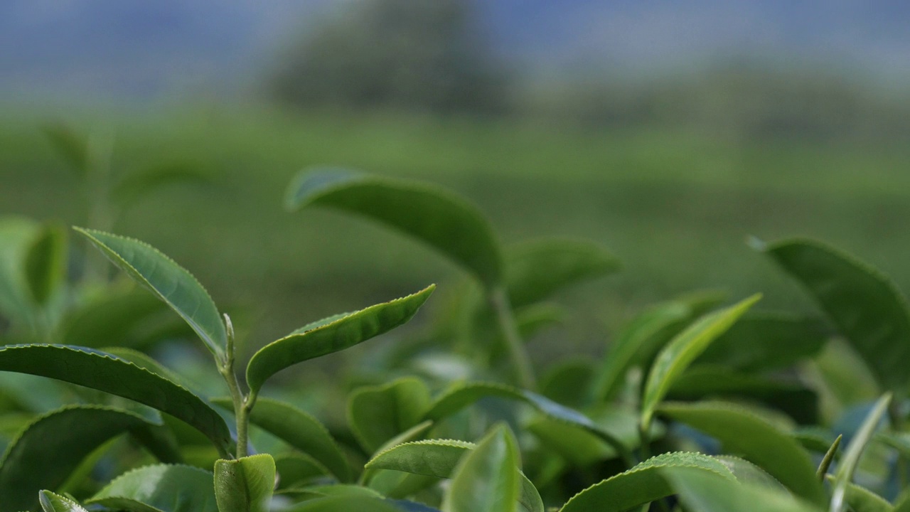 山茶树有机农场的绿茶树。早晨，在草本农场的植物背景下，接近新鲜的茶树种植园视频素材