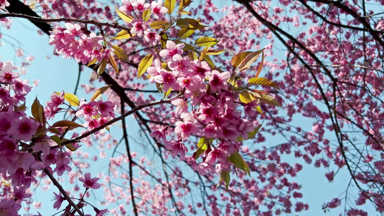 4K美丽的野生喜马拉雅樱花(Prunus cerasoides)阳光。北泰樱视频下载