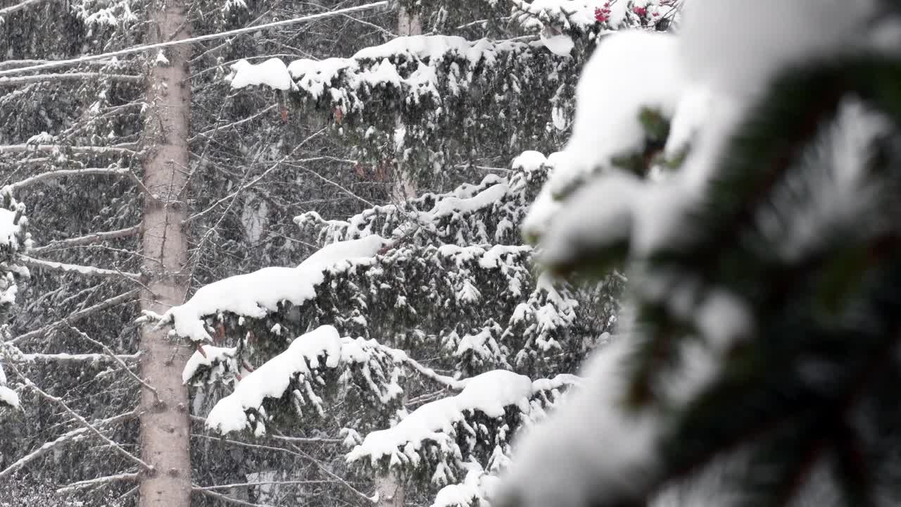 雪落在树林里视频素材