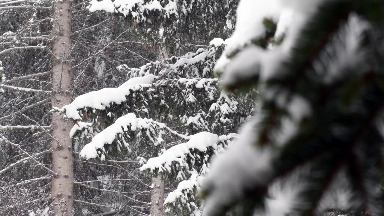 雪落在树林里视频素材