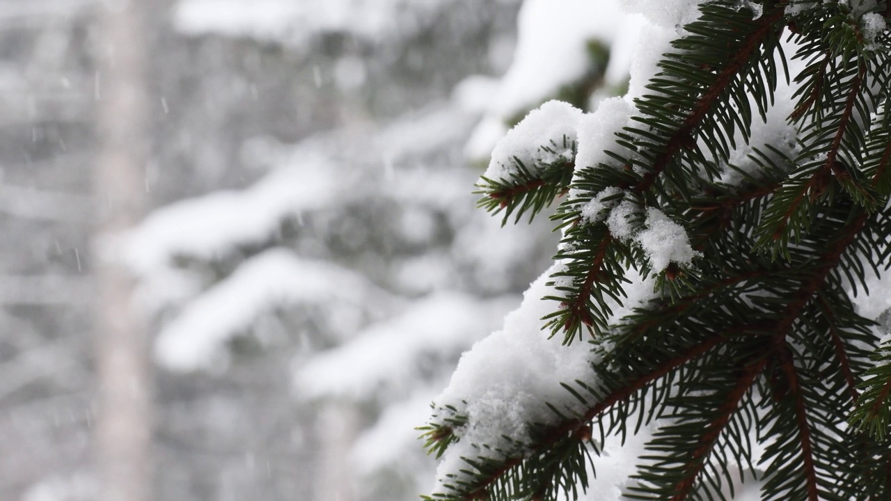 雪落在树林里视频素材