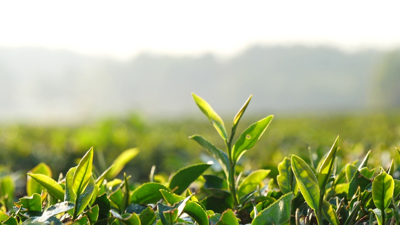 山茶树有机农场的绿茶树。早晨，在草本农场的植物背景下，接近新鲜的茶树种植园视频素材