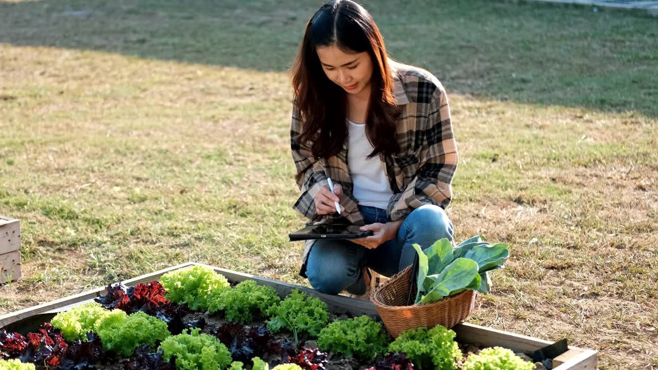 一个女孩在后院的阳光下捡起一颗小生菜视频素材