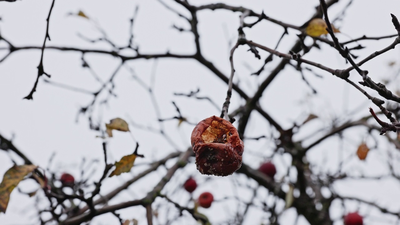 一个寒冷的秋日，一棵老苹果树上正在腐烂的苹果视频素材
