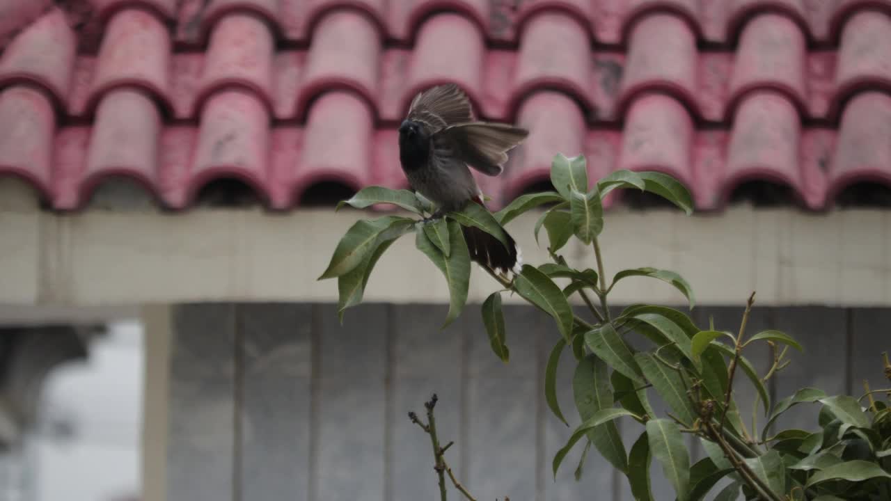 球鸟视频素材