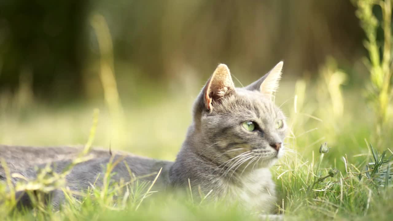 灰色的雌性好奇的猫躺在草地上四处寻找。视频素材