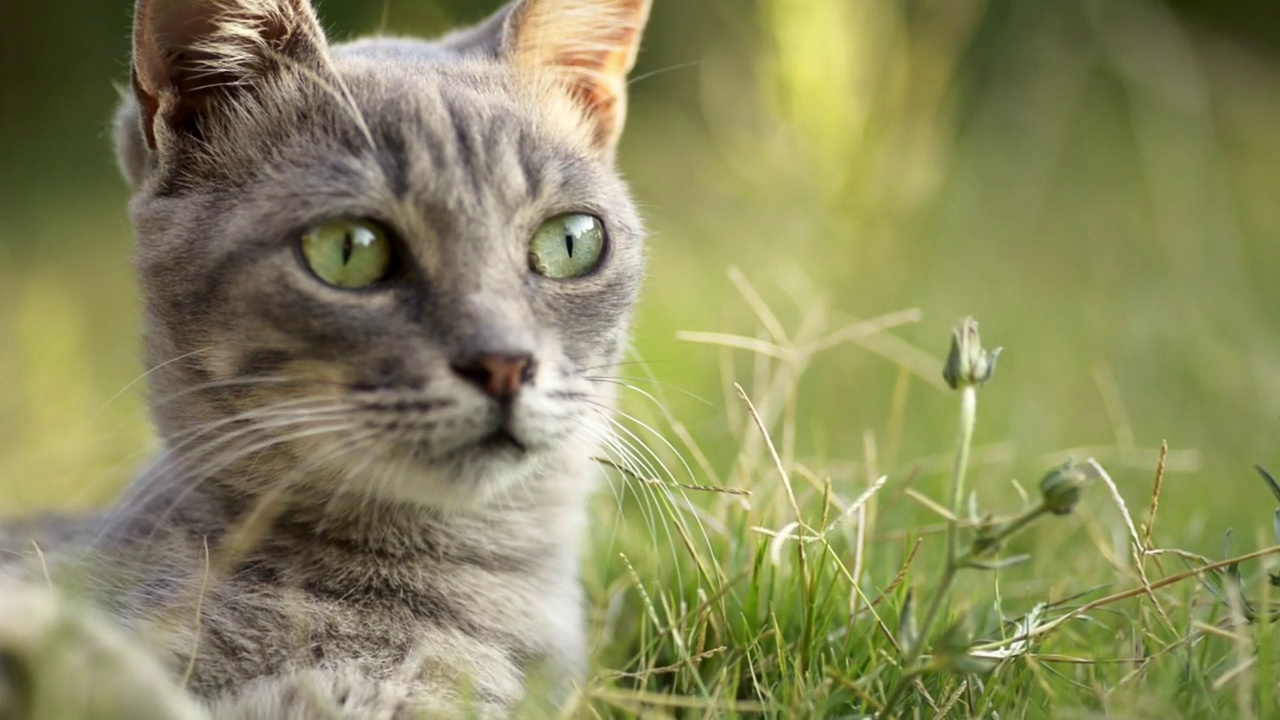 灰色的雌性好奇的猫躺在草地上四处寻找。视频素材