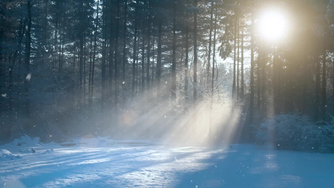 寒冷的早晨，阳光明媚的乡村森林景观在降雪期间。视频素材