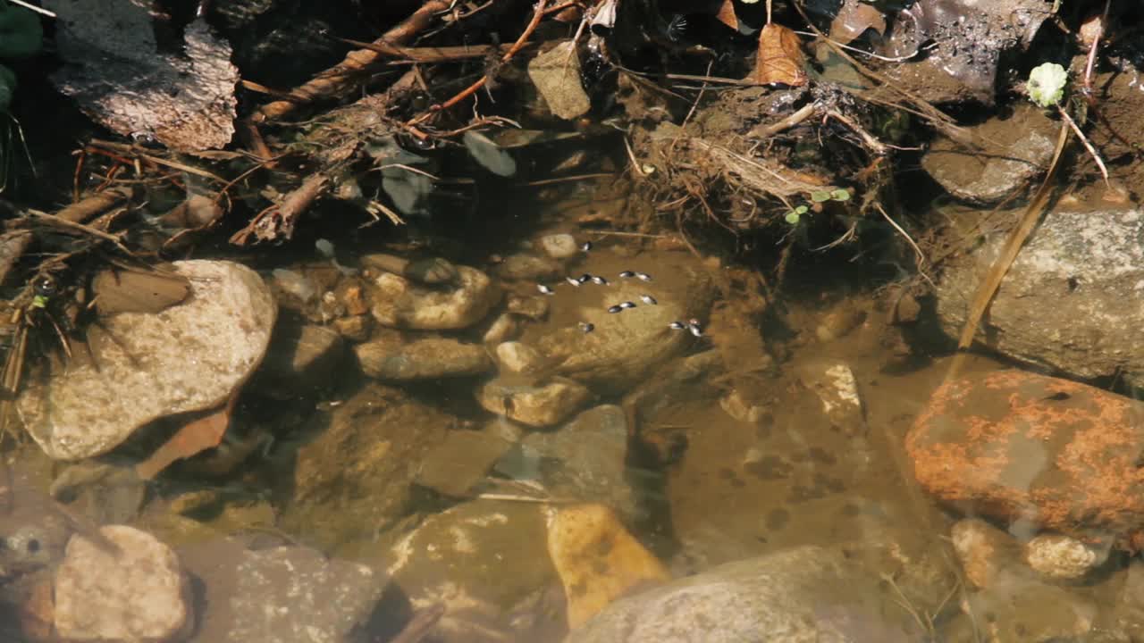 自然景观，湖岸死水上的昆虫。关闭了。视频素材