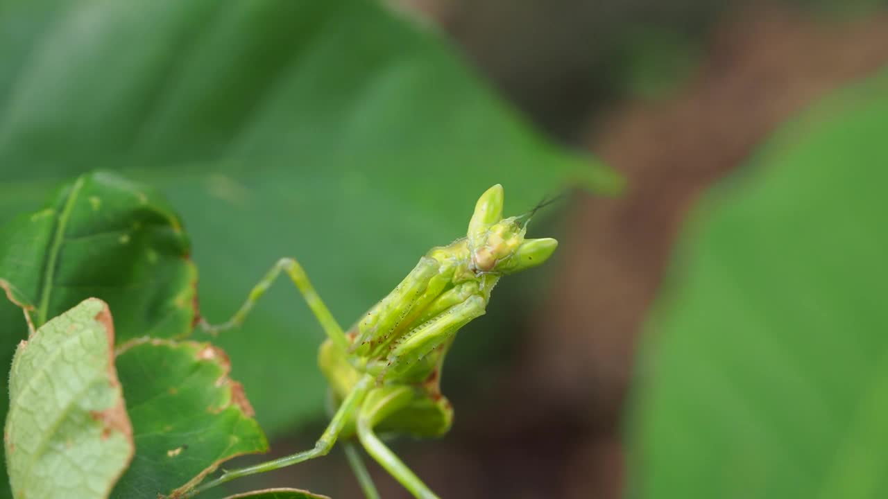 螳螂视频素材