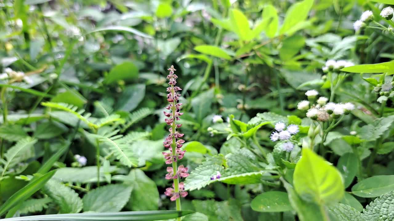 在花园里，紫色的花朵随风摇曳。视频下载