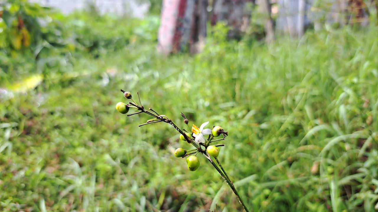 花园里的植物随风摇曳着绿色的果实。视频素材