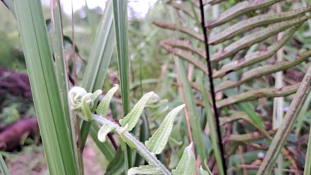 大自然中蕨类植物的特写。视频素材