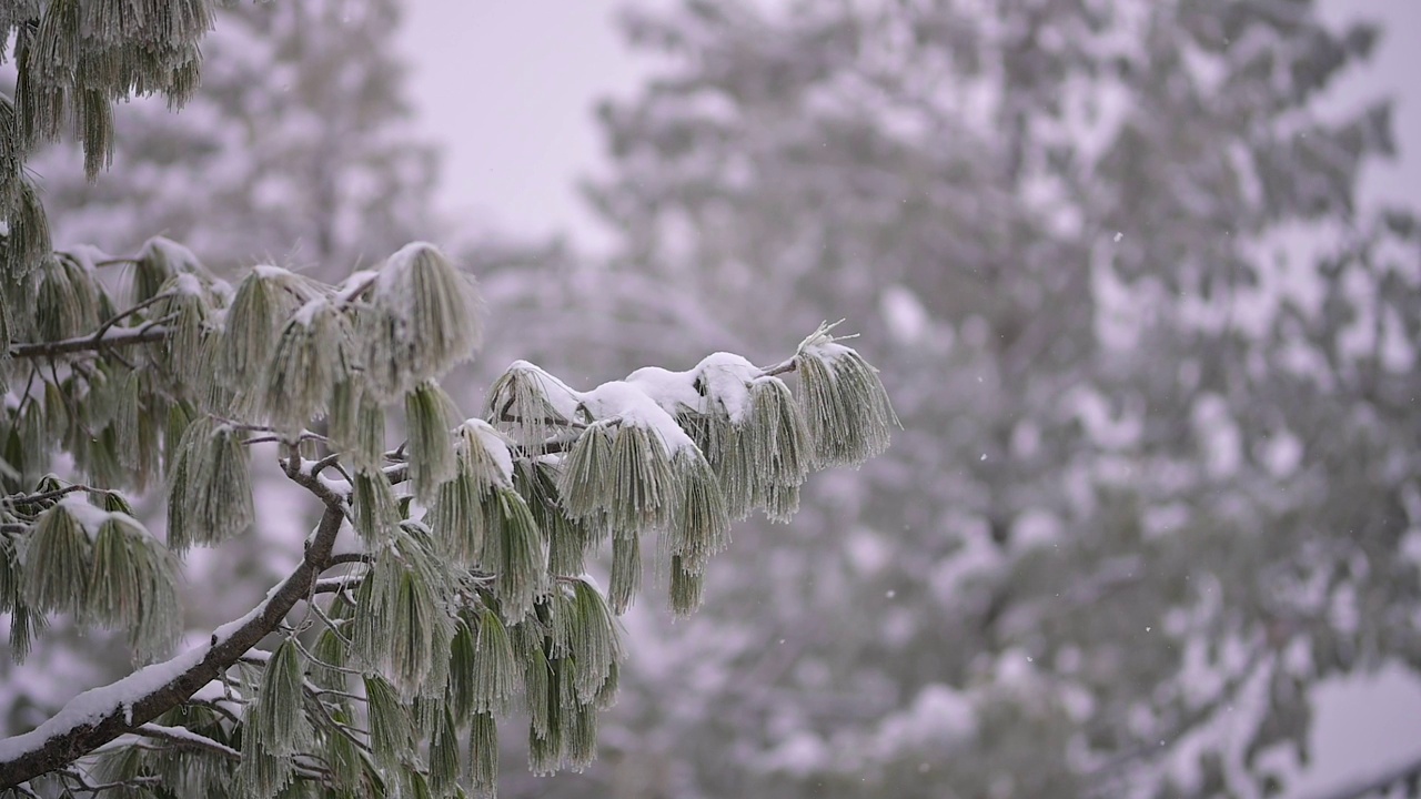 森林里的雪视频素材