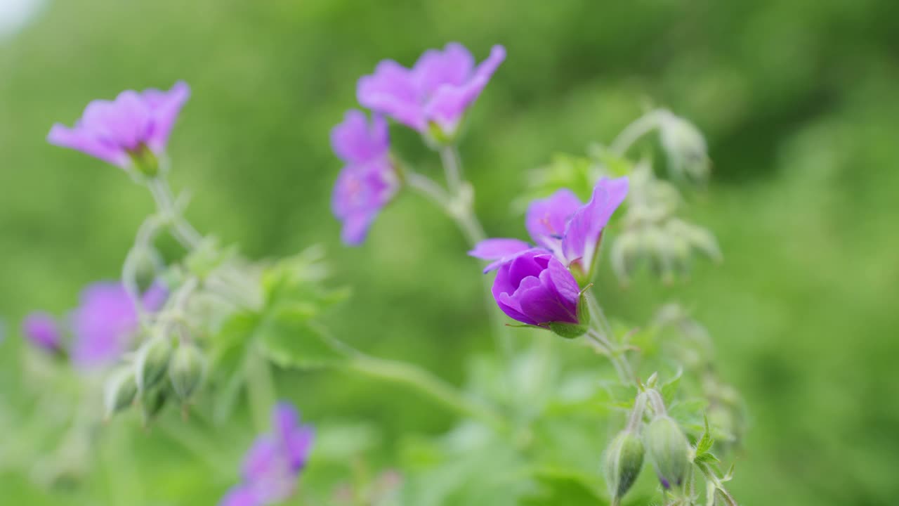 天竺葵，春夏花，是春季多年生草本植物，俗称黄斑天竺葵。缓慢的运动。视频素材