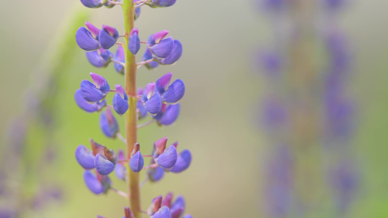 粉红色和紫色的野花，或黄花在夏季阳光下盛开在草地上。关闭了。视频素材