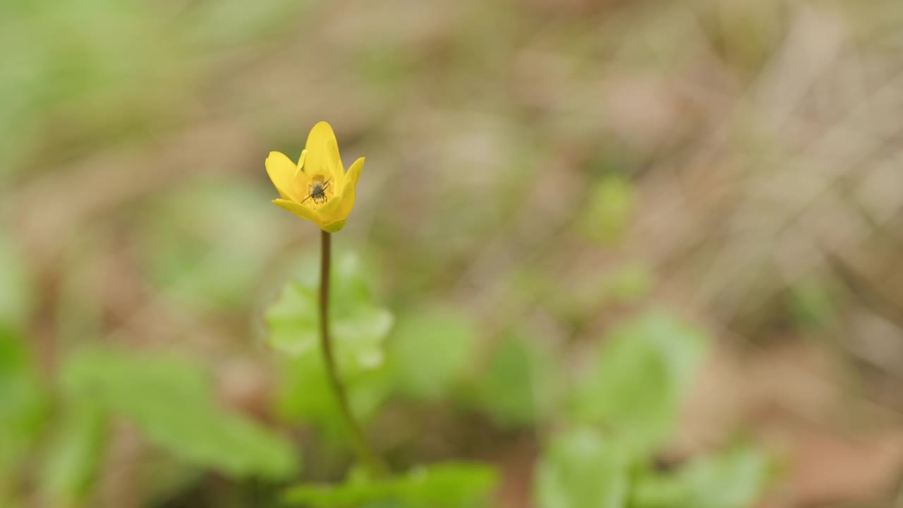 野黄花在森林里盛开。通常称为小白屈菜或苦艾草。视频素材