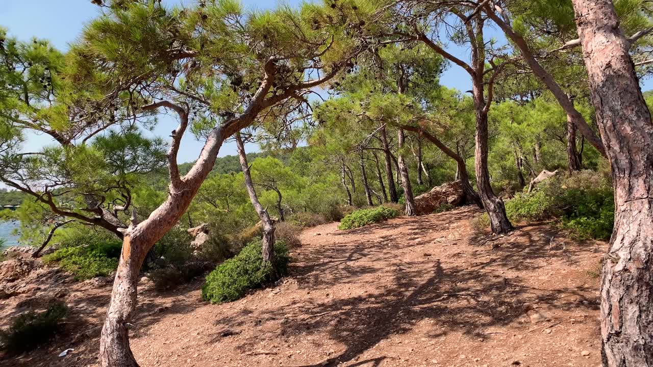 在土耳其爱琴海海岸拍摄的松树和野生植物的镜头。视频下载