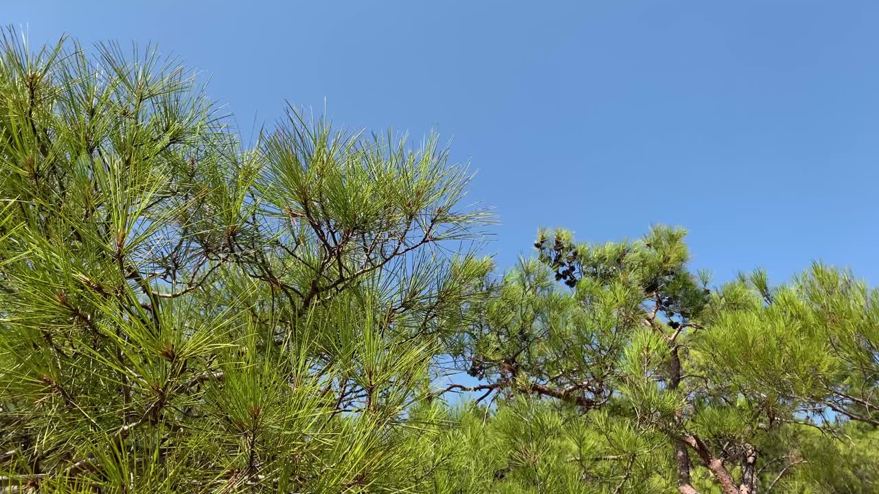 这是在土耳其爱琴海海岸拍摄的松树。视频下载