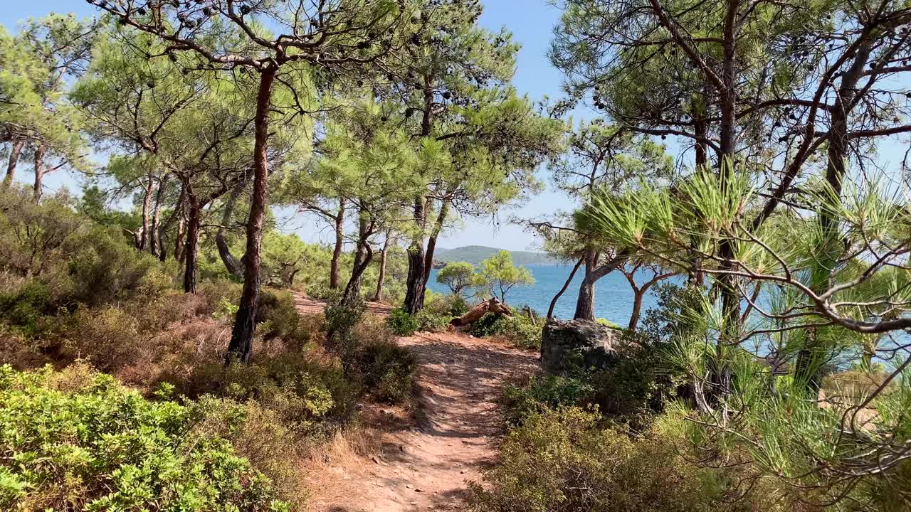 这是在土耳其爱琴海海岸拍摄的爱琴海松树松树。这是一个阳光明媚的夏日。视频下载