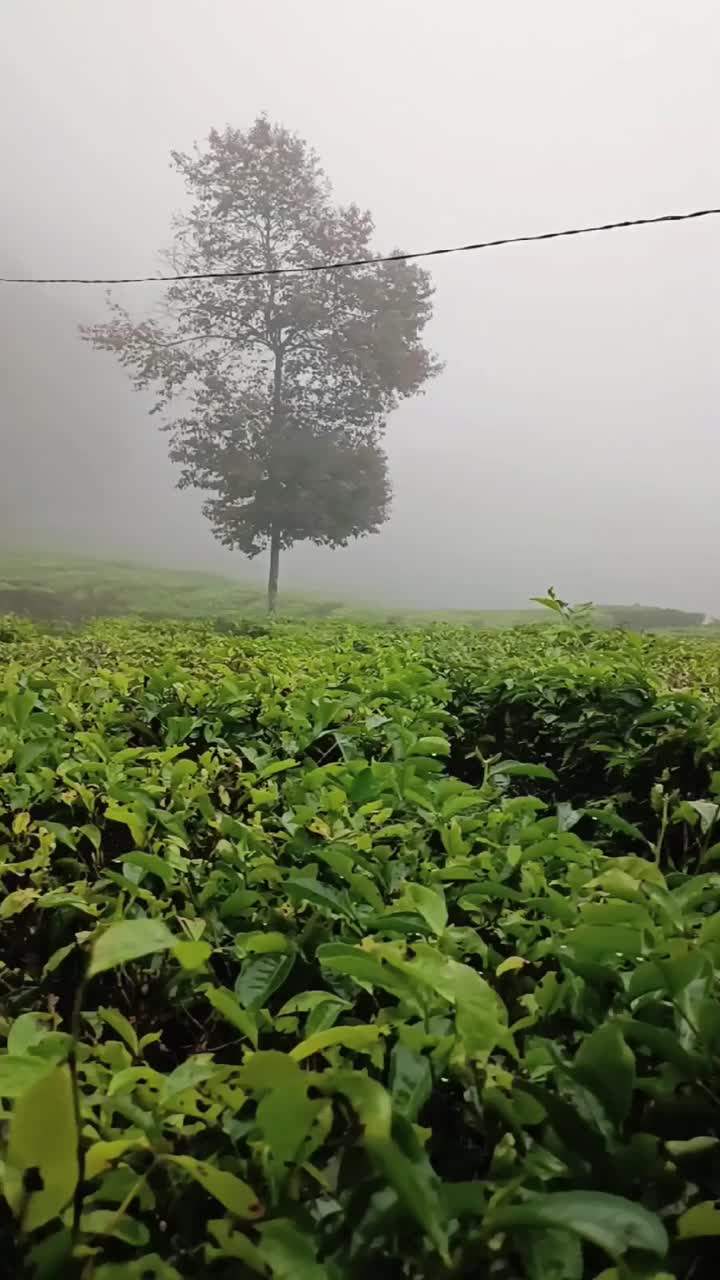 早上有雾的茶园视频素材