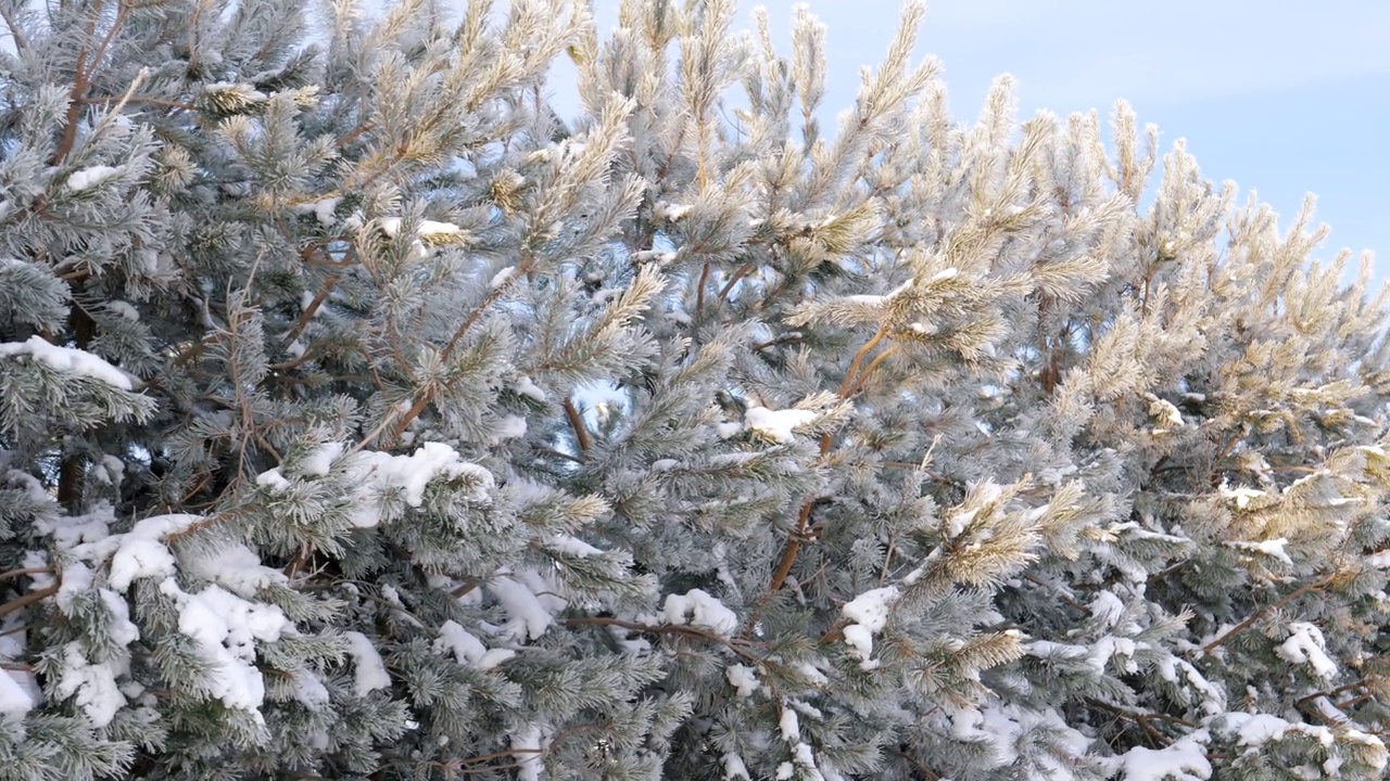 在阳光明媚的冬日早晨，美丽的雪覆盖着松树和霜冻视频素材