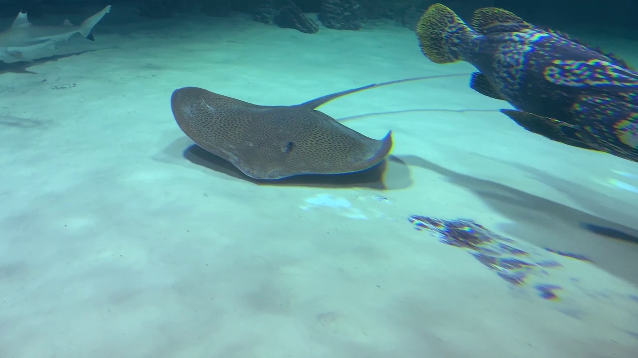 电动黄貂鱼漂浮在一个水族馆的沙滩底部视频素材