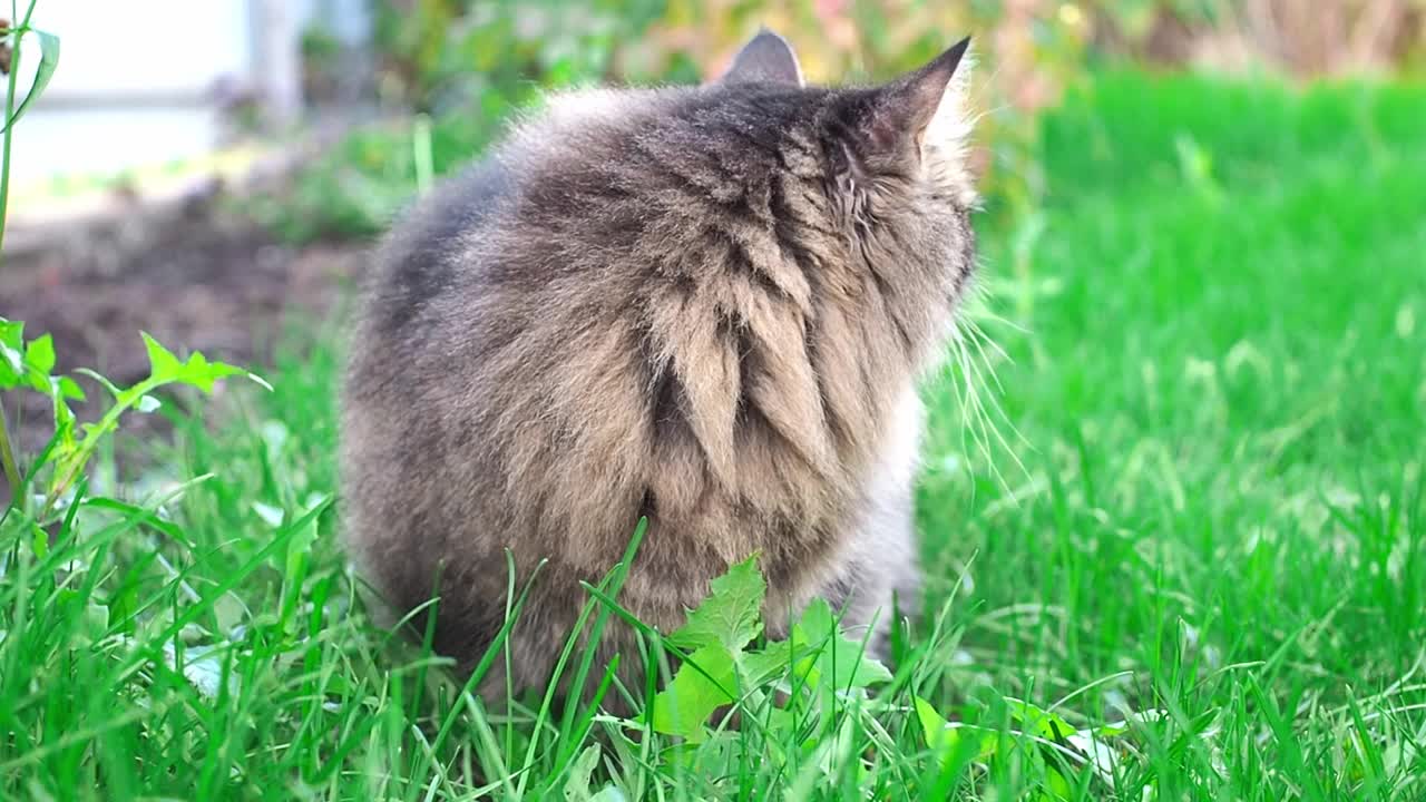 美丽的西伯利亚猫在花园里吃绿草。视频素材