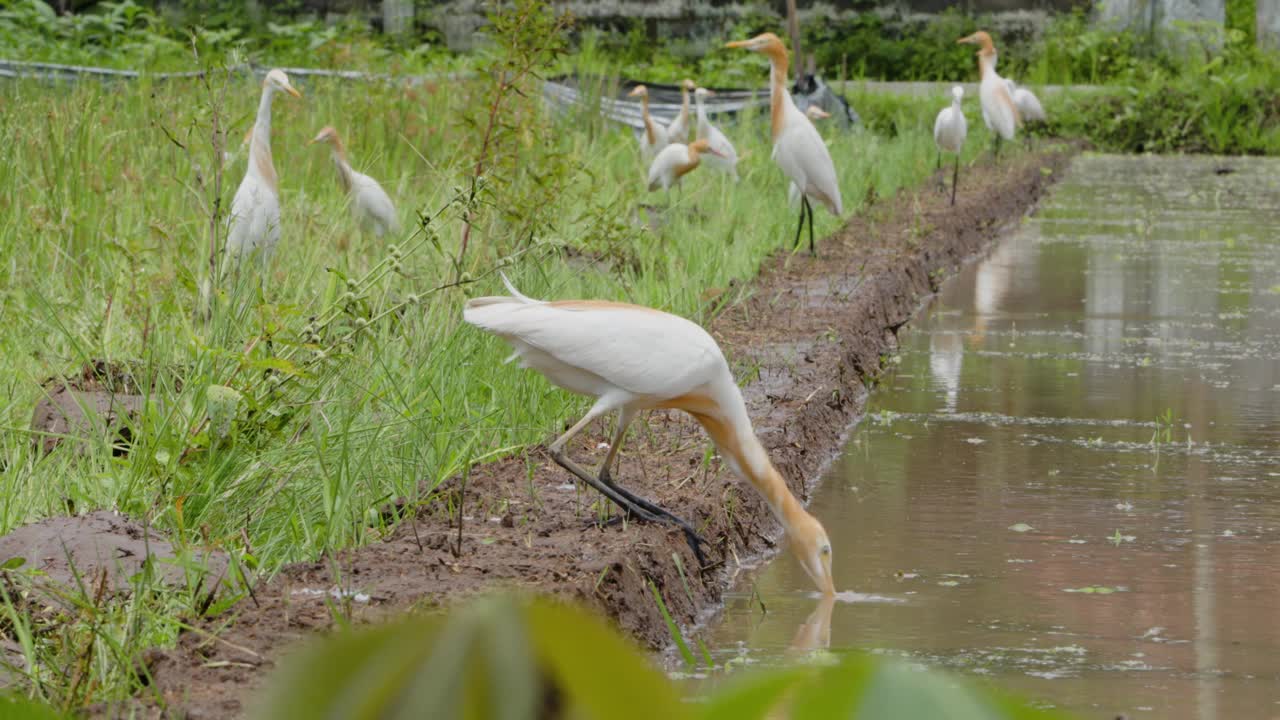 白鹭(egretta garzetta)正站在一片水稻田里寻找食物视频素材