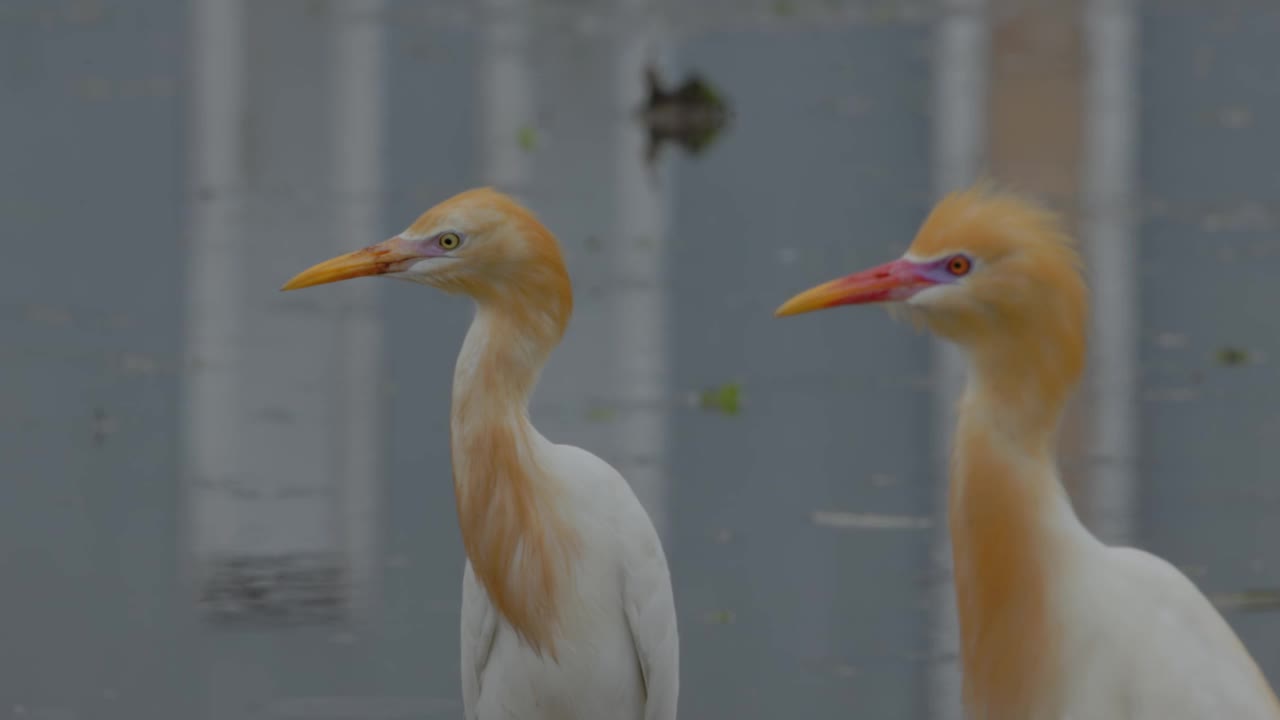 白鹭鸟(egretta garzetta)正站在一片水田里寻找食物，是鹭科小鹭的一种视频素材