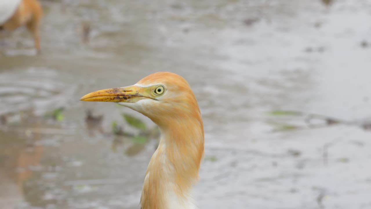 一只白鹭(egretta garzetta)站在一片水汪汪的稻田里寻找食物视频素材