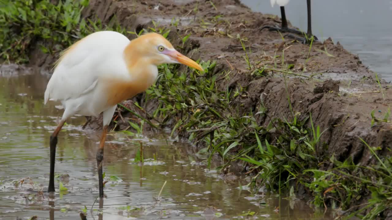 一只白鹭(egretta garzetta)正站在一片水稻田里寻找食物，它是鹭科小鹭的一种，是一种水鸟视频素材