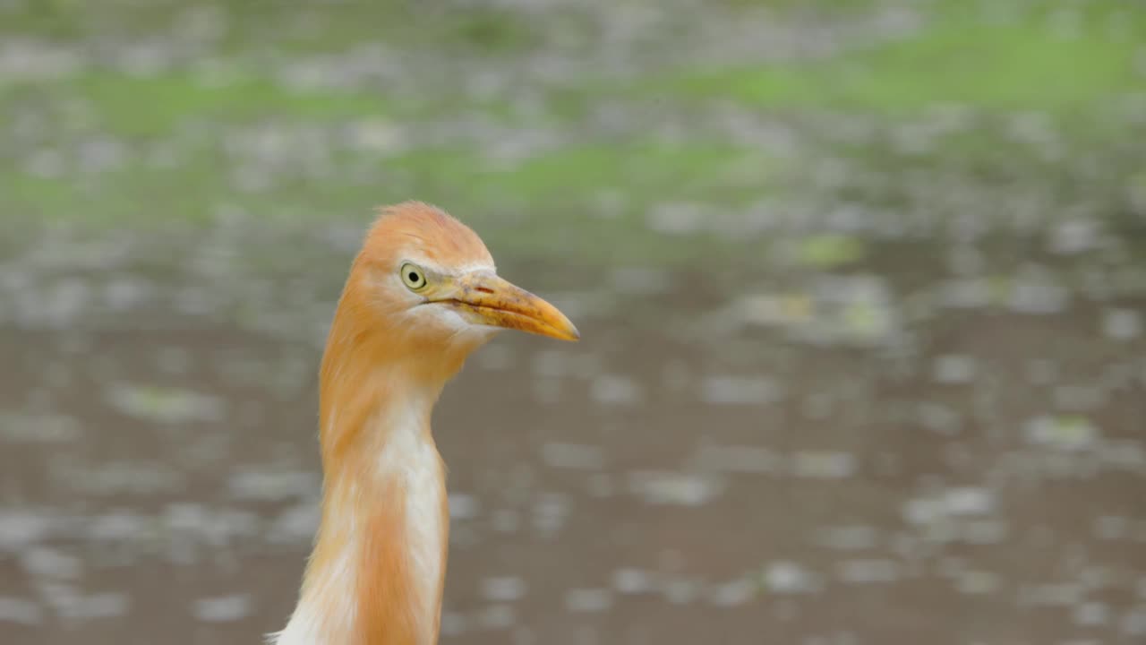 一只白鹭(egretta garzetta)正站在一片水稻田里寻找食物，它是鹭科的一种小鹭视频素材