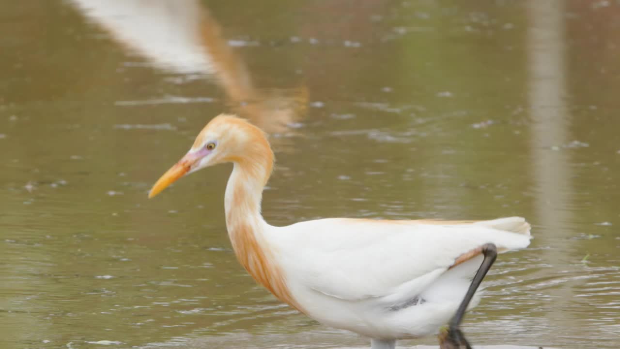 一只白鹭(egretta garzetta)正站在一片水稻田里寻找食物，它是鹭科的一种小鹭视频素材