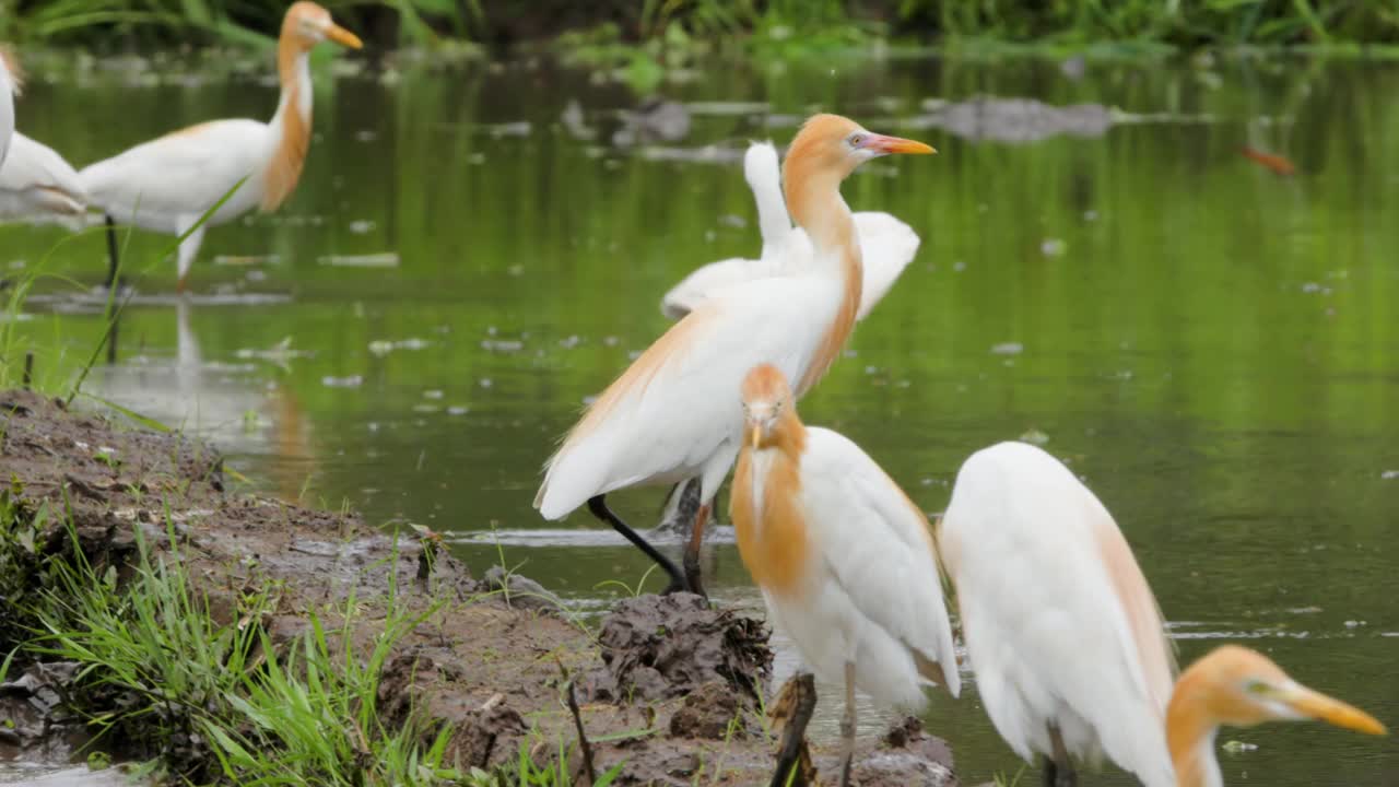 白鹭(egretta garzetta)正站在一片水稻田里寻找食物视频素材