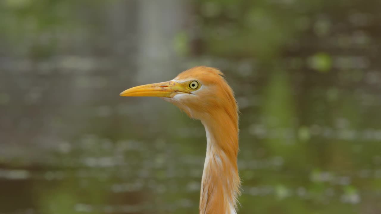 一只白鹭(egretta garzetta)正站在一片水稻田里寻找食物，它是鹭科的一种小鹭视频素材