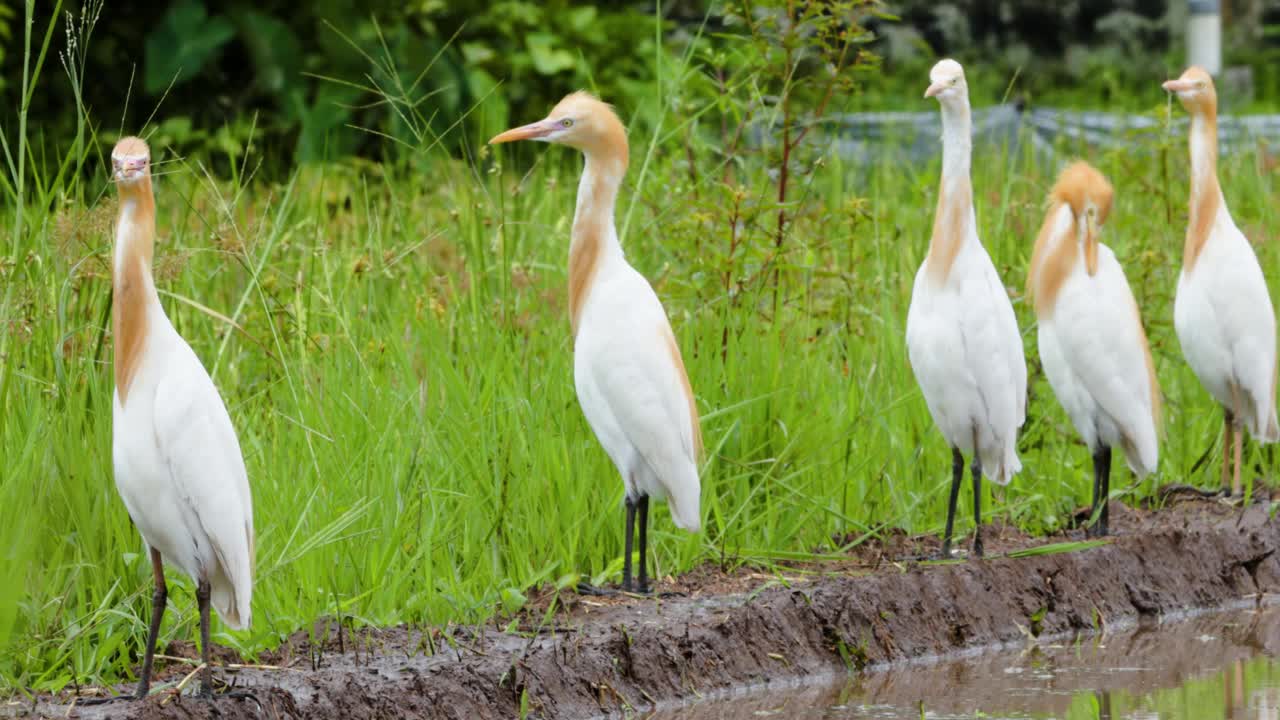 白鹭(egretta garzetta)正站在一片水稻田里寻找食物视频素材