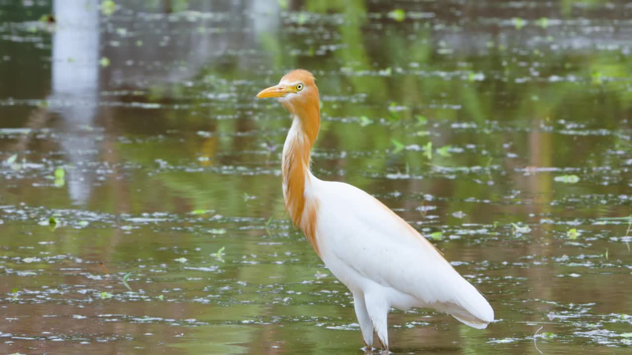 一只白鹭(egretta garzetta)站在一片水汪汪的稻田里寻找食物视频素材