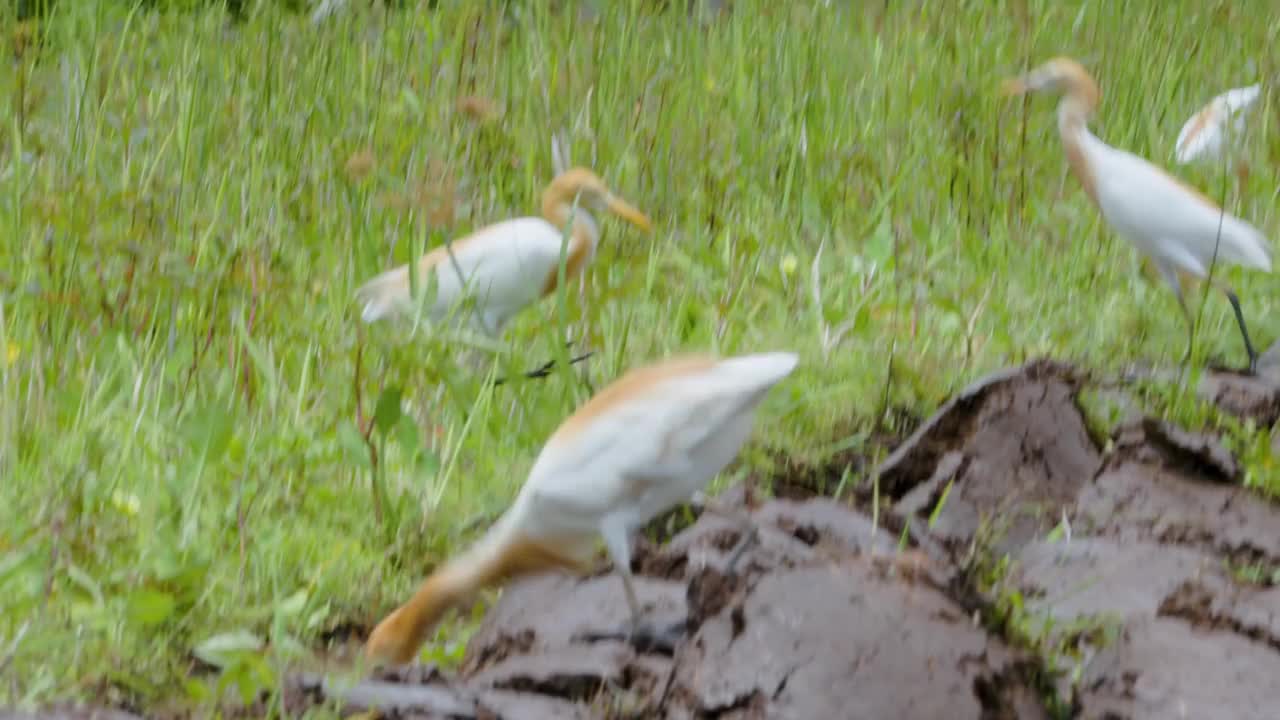 白鹭(egretta garzetta)走在水稻田里寻找食物视频素材