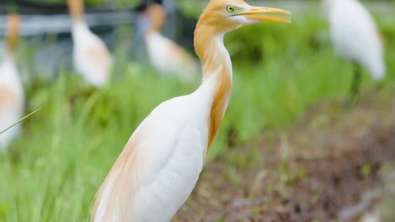 一只白鹭鸟(egretta garzetta)正在一片水田里寻找食物视频素材