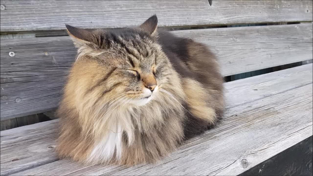 有趣的视频与蓬松的挪威森林猫特写视频素材