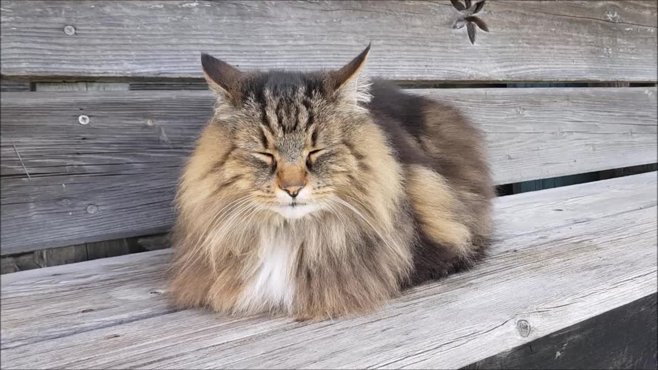 有趣的视频与蓬松的挪威森林猫特写视频素材