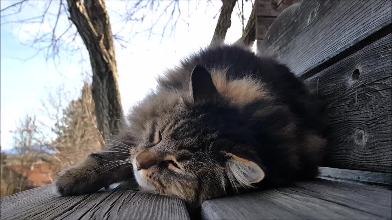 挪威森林猫抱着枕头的搞笑视频视频素材