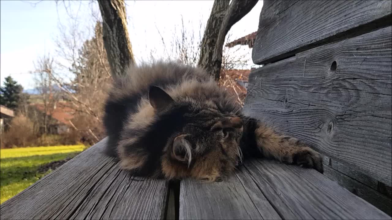 挪威森林猫抱着枕头的搞笑视频视频素材