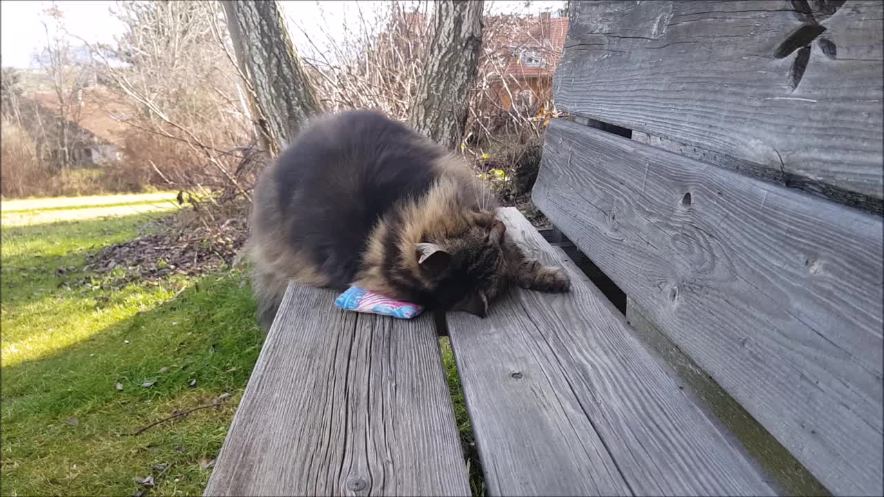 挪威森林猫抱着枕头的搞笑视频视频素材