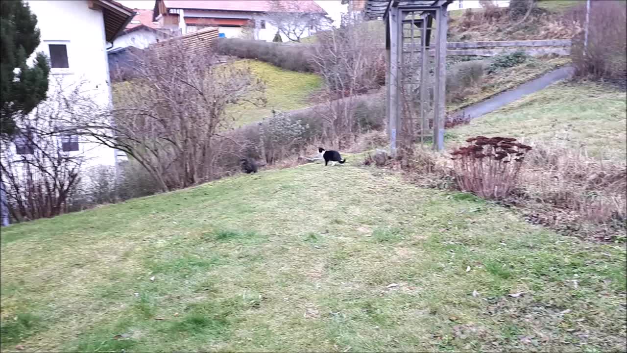 两只小猫在草地上玩耍的视频视频素材