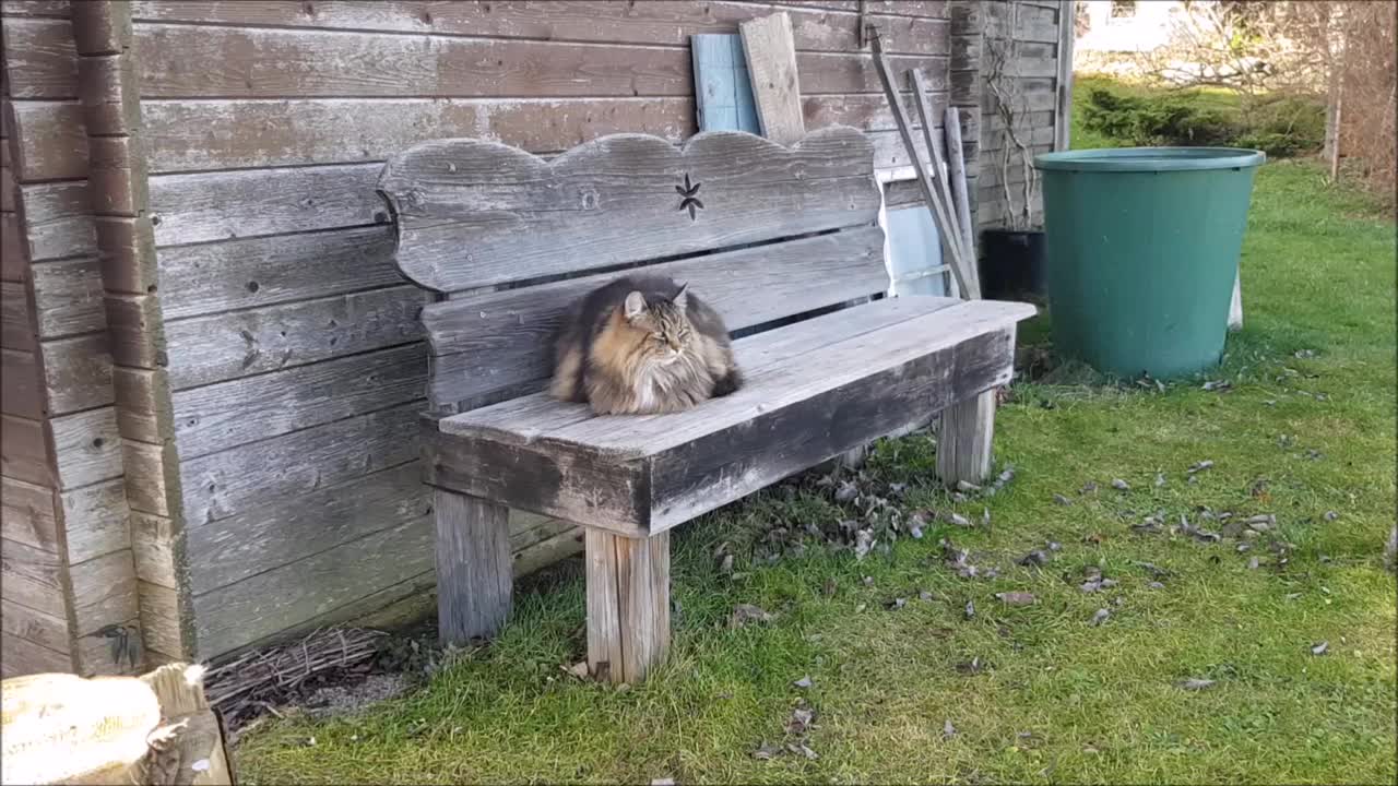 有趣的视频与蓬松的挪威森林猫特写视频素材