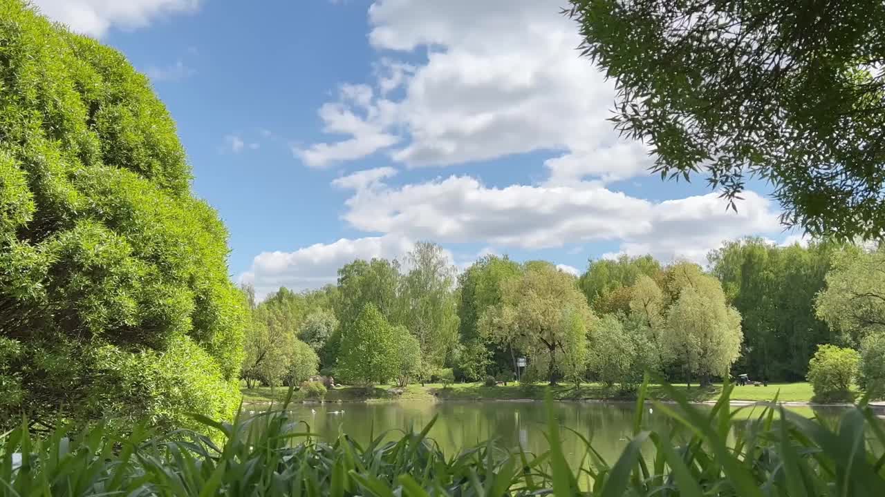 夏日里湖边的树视频素材