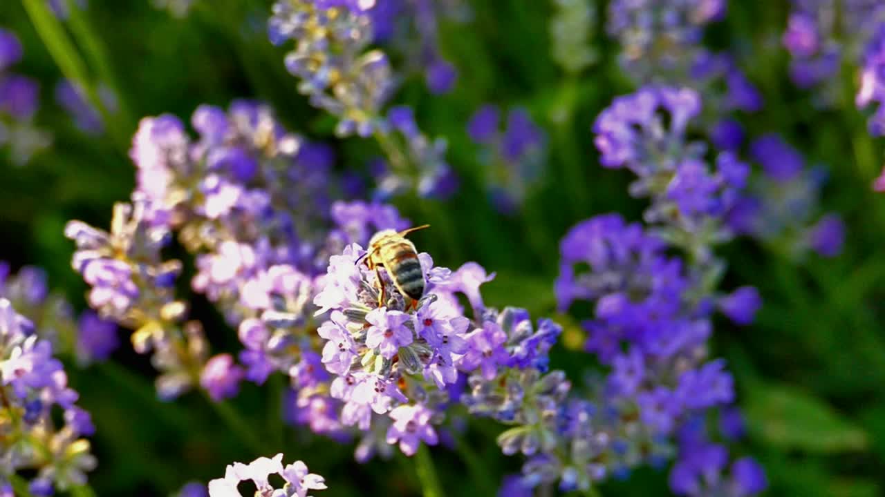 蜜蜂在薰衣草周围，特写视频素材